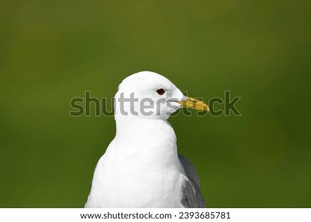 Common gull portrait with green background