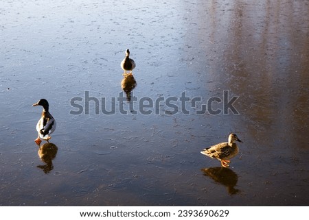 Ducks on ice, ducks walk on a frozen lake.