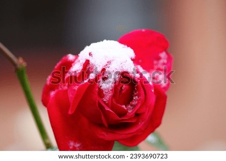 A rose with a little snow on it, image captured immediately after the first snowflakes fell.