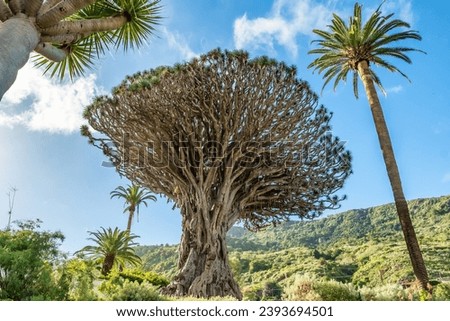 Ancient Dragon Tree in Icod de los Vinos town on Tenerife, Canary Islands, Spain. Famous Drago in Parque del Drago. Symbol of Tenerife, the largest and the oldest living Dracaena Draco in the world. Royalty-Free Stock Photo #2393694501