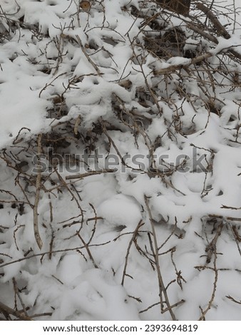 Many sawn branches of poplar (Populus balsamifera) after pruning the tree lie on the ground and are covered with snow.