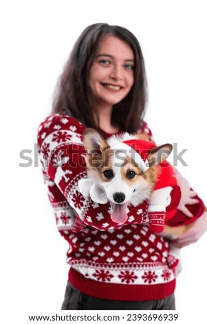 Beautiful girl in a Christmas sweater with a little Pembroke Welsh Corgi puppy in a red Christmas sweater and Santa hat. The girl holds a puppy in her arms and smiles. Isolated on white background
