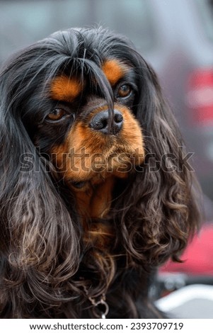 Portrait of black and tan cavalier king charles spaniel dog.