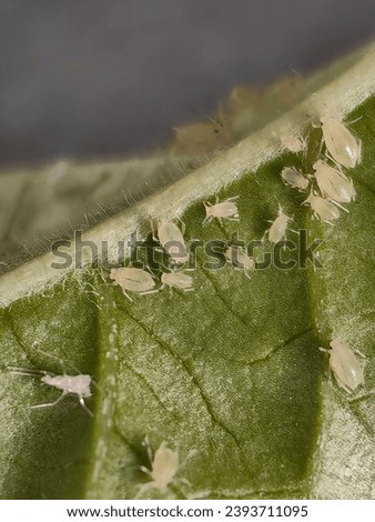 small aphids on a green leaf in the open air