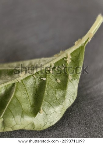 small aphids on a green leaf in the open air