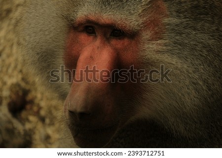 A male alpha baboon staring a person holding food against rules