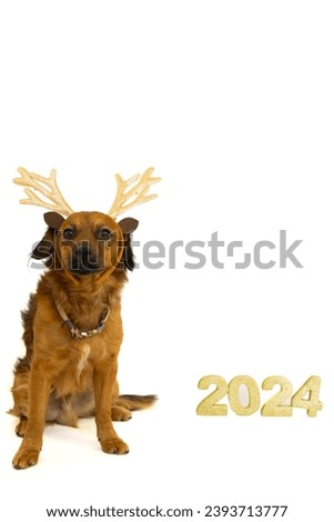 brown basque shepherd dog with golden reindeer antlers and golden numbers of year 2024 on white background with copy space to congratulate the year