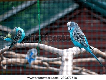 Experience the petite elegance of the Blue Budgerigar (Melopsittacus undulatus) with its captivating blue plumage.