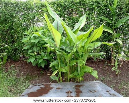 Picture of a herb plant or curcuma comosa plant that grows thickly