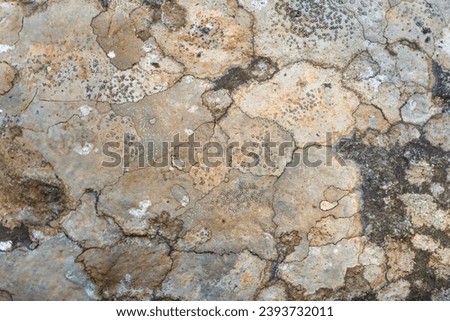 Image of a lichen that lives on a rock on a mountain in Hanam, Korea