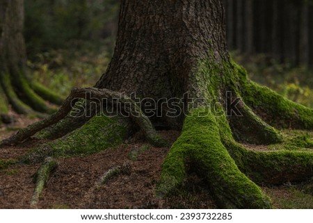 The mysterious tree and its roots Royalty-Free Stock Photo #2393732285
