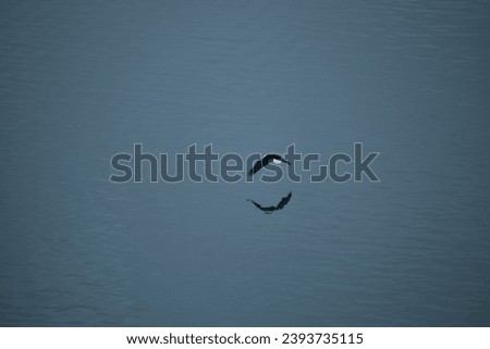 Eagle flying over the ocean