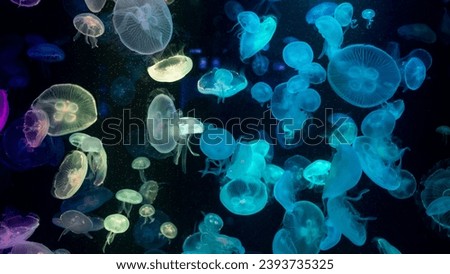 Colorful Jellyfish underwater, Jellyfish moving in water. Beautiful light reflection on Jellyfish in the aquarium. Royalty-Free Stock Photo #2393735325