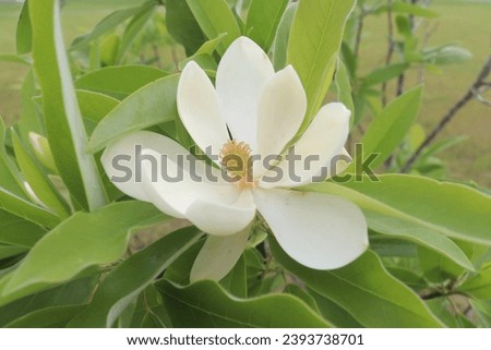 A closer view of a Sweetbay Magnolia flower.