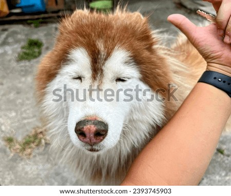 a dog with a mohawk and a human's head.