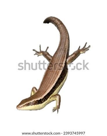 3d cg rendering of a lizard.