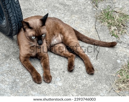 a cat with green eyes laying on the ground.