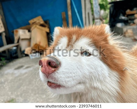 a close up of a dog's face.