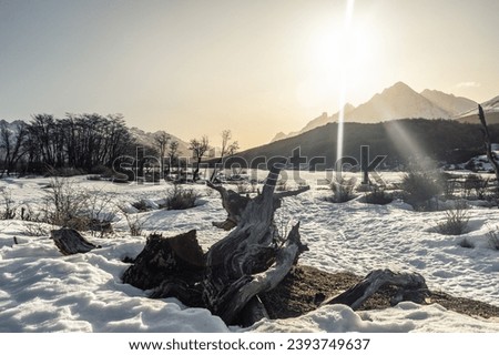 fallen tree in the snow with mountain range in the background, golden hour. Ushuaia Emerald Lagoon