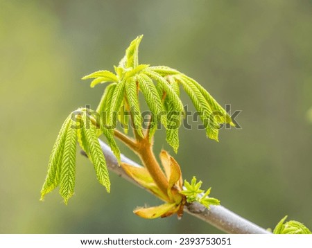 Green Chestnut Leaves in beautiful light. Spring season, spring colors. Aesculus hippocastanum, the horse chestnut