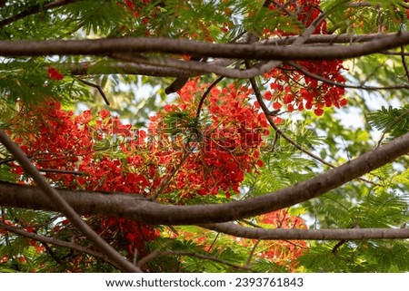 Flamboyant, Delonix regia is a species of flowering plant in the bean family Fabaceae and common name is royal poinciana, phoenix flower, flame of the forest, or flame tree.
