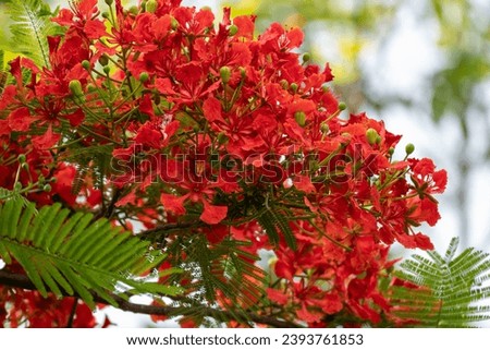 Flamboyant, Delonix regia is a species of flowering plant in the bean family Fabaceae and common name is royal poinciana, phoenix flower, flame of the forest, or flame tree.