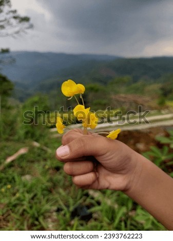 Close up photo of a child's hand holding a small yellow flower. Child education.
