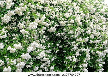 A planting of white Mokko roses in bloom