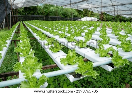Vegetables in the smart greenhouse vertical plant of hydroponics farm for background ,Organic fresh harvested vegetables; Field of cultivation farming Salad plant farm for health Royalty-Free Stock Photo #2393765705