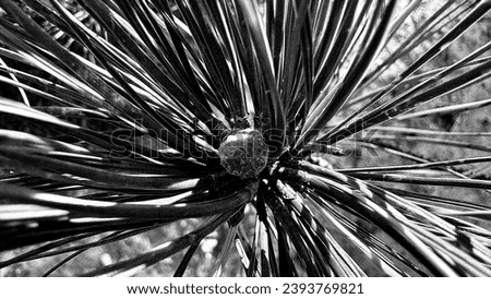 Black and white picture of baby pine cone with pine needles.