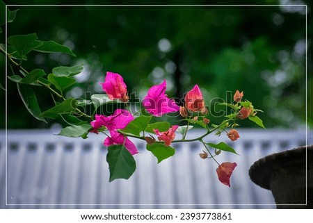 Awesome picture of a flower branch and flowers 