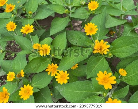 Melampodium divaricatum flower or thousand star flower is a flower with a small shape like a beautiful sunflower