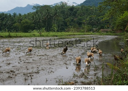 several ducks were looking for food in the middle of the rice fields