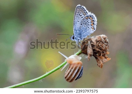 Lycaenidae butterfly and snail on a dry flower.
