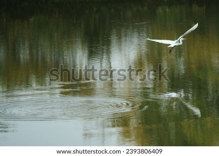 Pictures of herons flying over the water's edge.