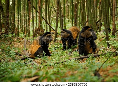 Golden Monkey - Cercopithecus kandti originally subspecies of Blue monkey (Cercopithecus mitis kandti), found in Mgahinga in Uganda, Volcanoes in Rwanda and Virunga in highland forest near bamboo. Royalty-Free Stock Photo #2393807705