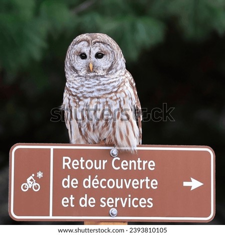 Barred Owl standing on a brown information plate with green background in Mont Saint Bruno, Quebec, Canada