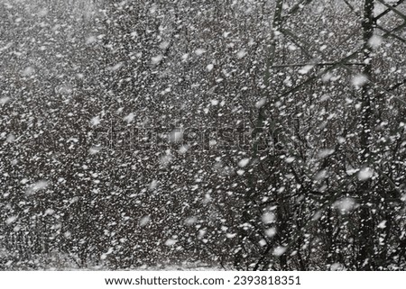 Trees and bushes behind a curtain of snow during a snowstorm
