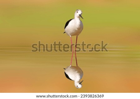 Water bird in a peaceful nature. Colorful nature background. Black winged Stilt. Himantopus himantopus.
