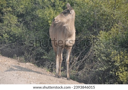 sambhar deer at keoladeo national park bharatpur rajasthan india