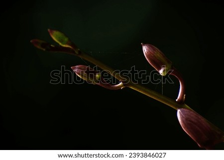 orchid flower buds in dark background