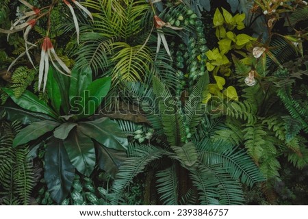 abstract green leaf texture, tropical leaf foliage nature dark green background Royalty-Free Stock Photo #2393846757