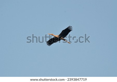 painted stork in the flight at keoladeo national park bharatpur rajasthan india