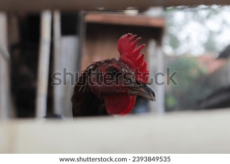 Close up of the face of a rooster in an open farm cage.