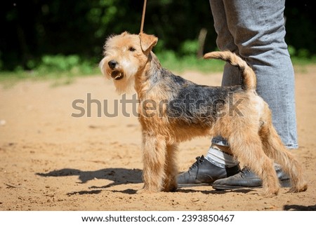 Airedale terrier dog at a dog show Royalty-Free Stock Photo #2393850467