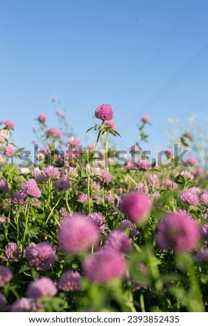 Pink clover flowers close-up in green foliage in sunlight against a blue sky background. Close-up of red clover flowers in a meadow. Background of pink wildflowers. Royalty-Free Stock Photo #2393852435