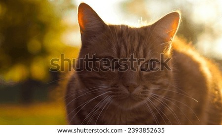 Portrait of Creespy, my cute ginger cat, during the sunset, with autumn colors
