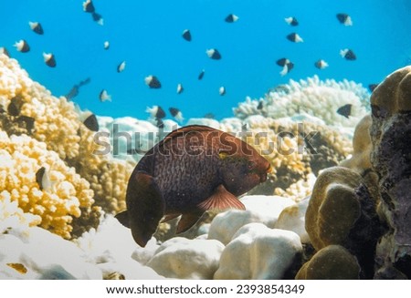 black parrotfish over corals with whitetail dascyllus fishes in the background in egypt