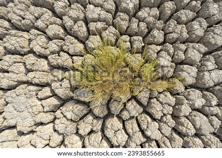 formations of rocky appearance caused by extreme drought of a lake.  Dry mud popped with green plant in need of survival
