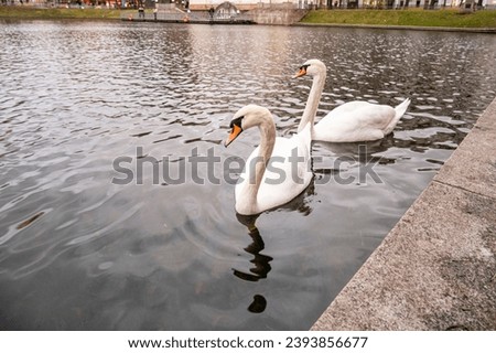 White swans swim in the pond.
